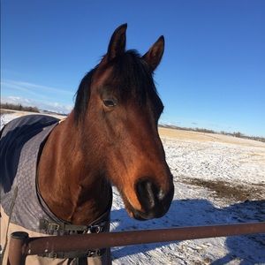 Meet your Posher, Rhett